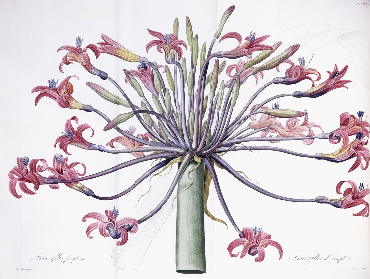 Amaryllis Josephina, 1802-1816 von Pierre Joseph Redouté