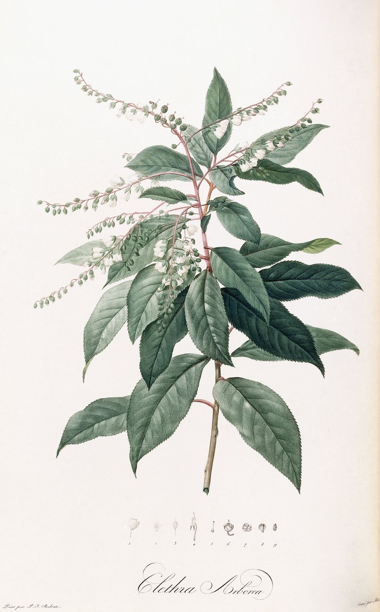 Clethra Arborea von Pierre Joseph Redouté