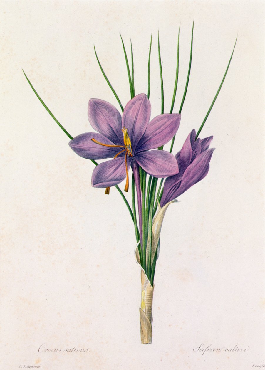 Crocus Sativus von Pierre Joseph Redouté