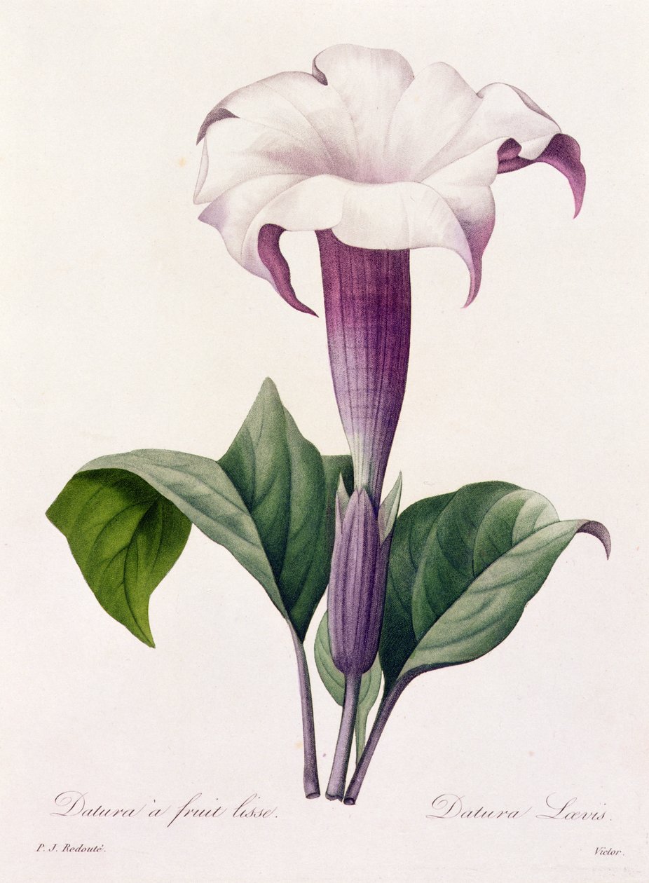 Dature Laevis von Pierre Joseph Redouté