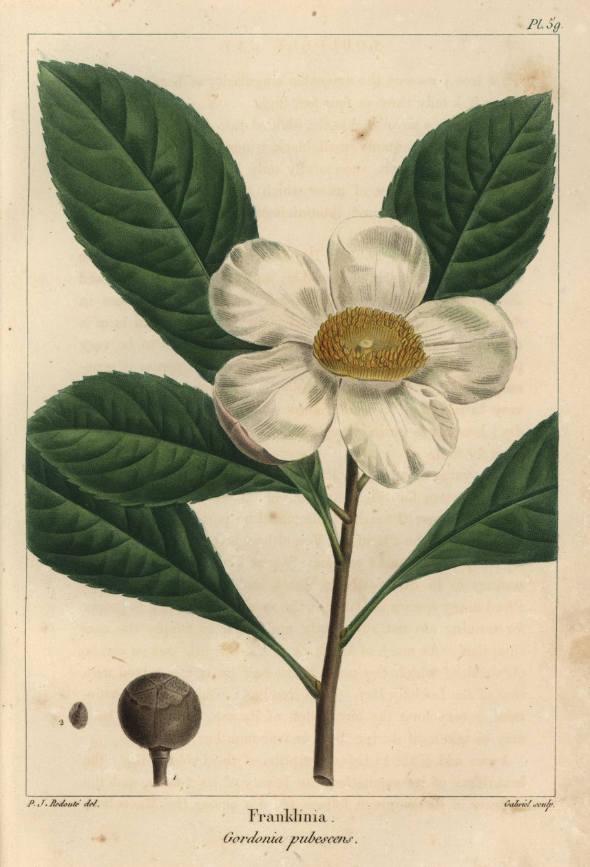 Frankliniabaum, Gordonia pubescens (Gravur) von Pierre Joseph Redouté