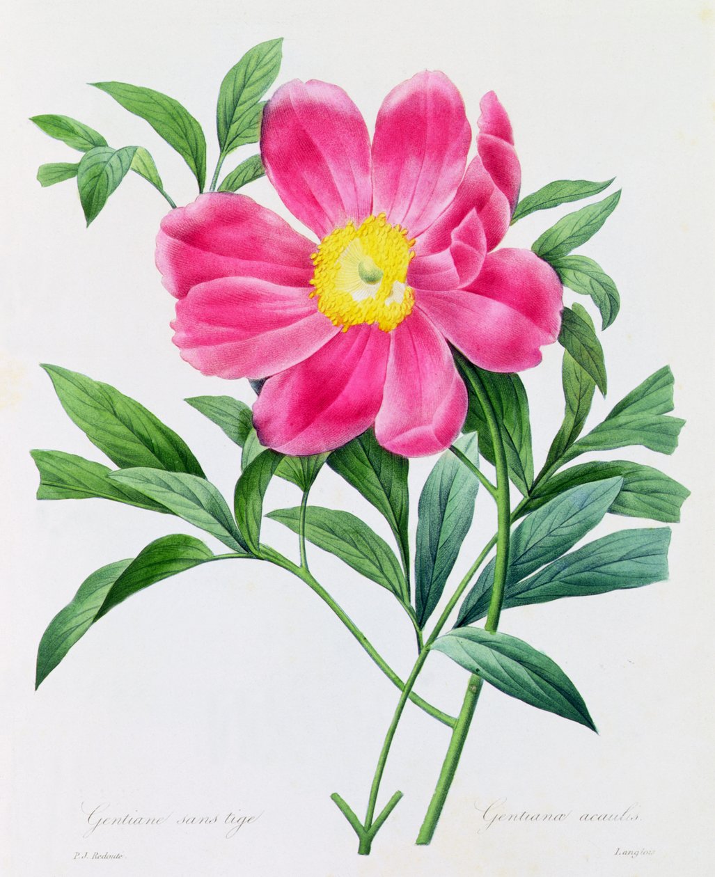Stängellose Enzian von Pierre Joseph Redouté