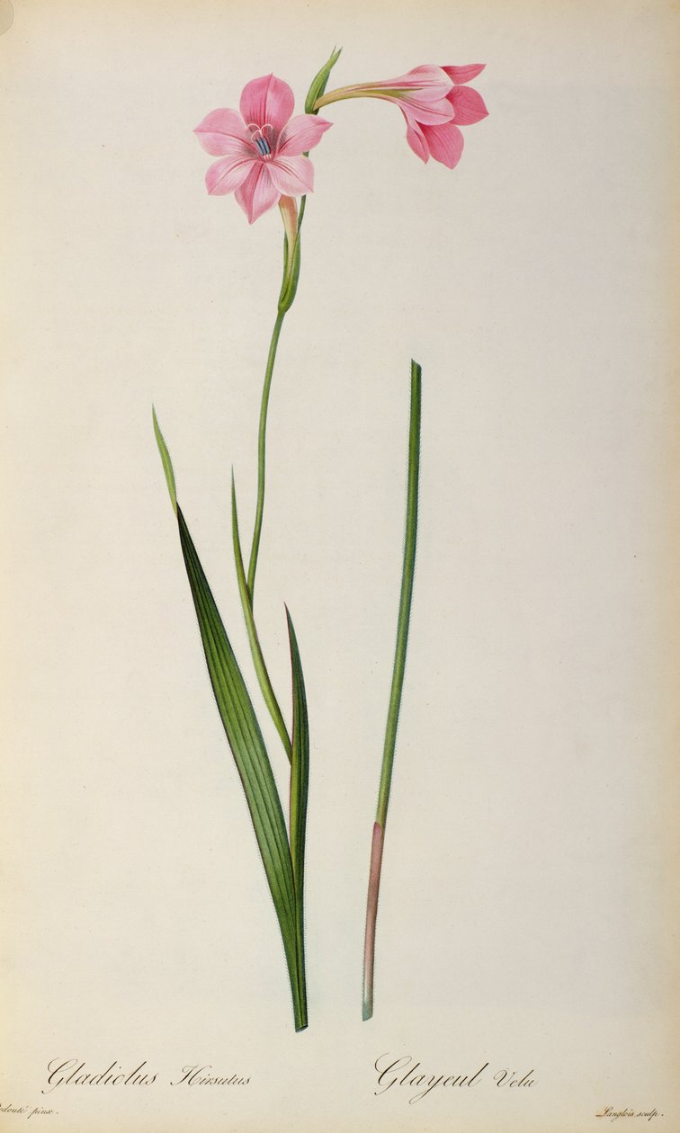 Gladiolus Hirsulus, aus 