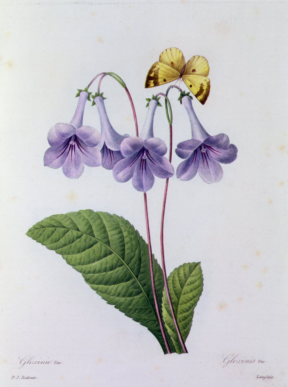 Gloxinie von Pierre Joseph Redouté