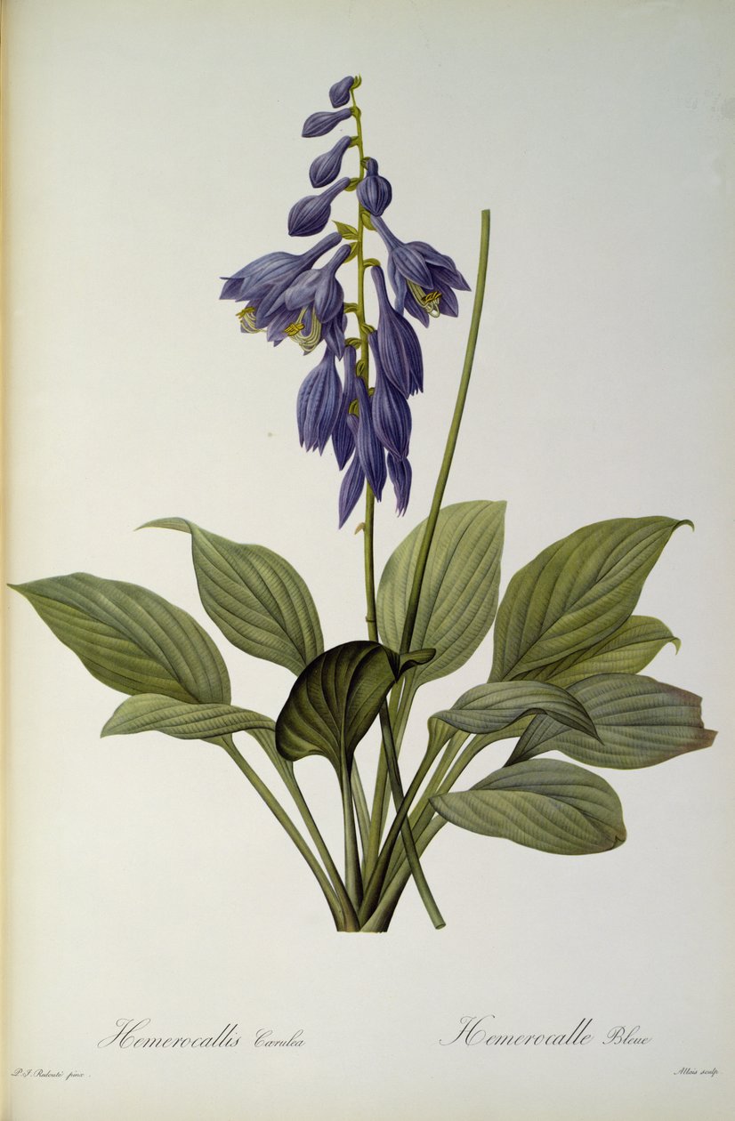 Hemerocallis Caerulea, aus 