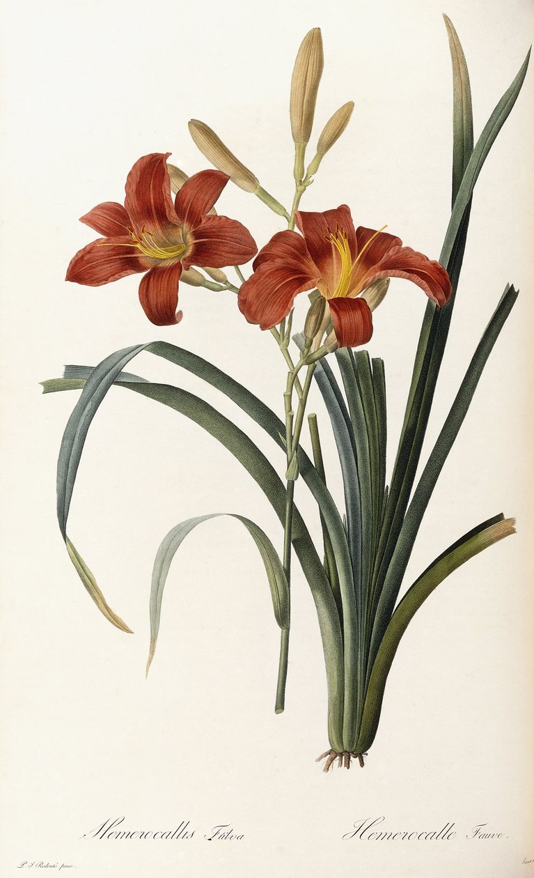 Hemerocallis Fulva - Taglilie von Pierre Joseph Redouté