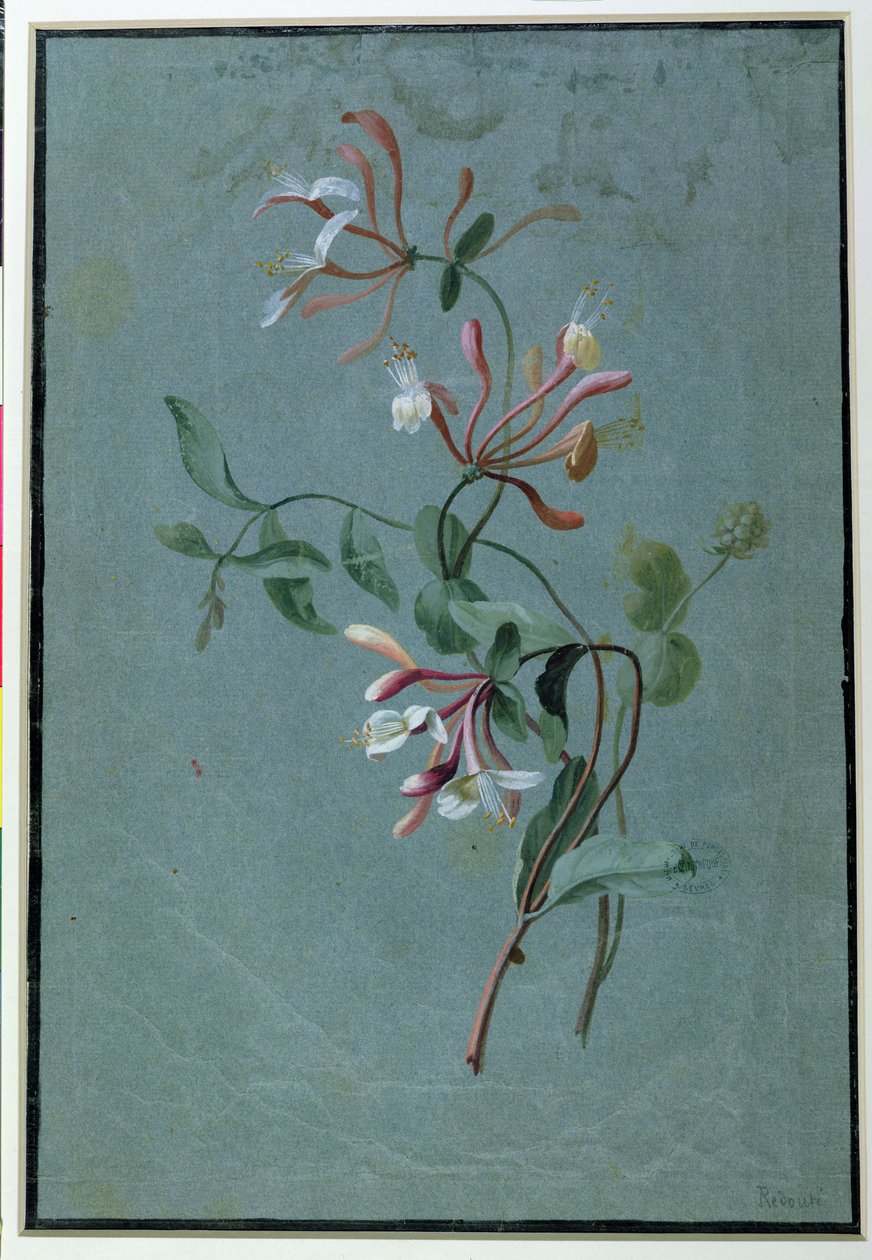 Geißblatt von Pierre Joseph Redouté