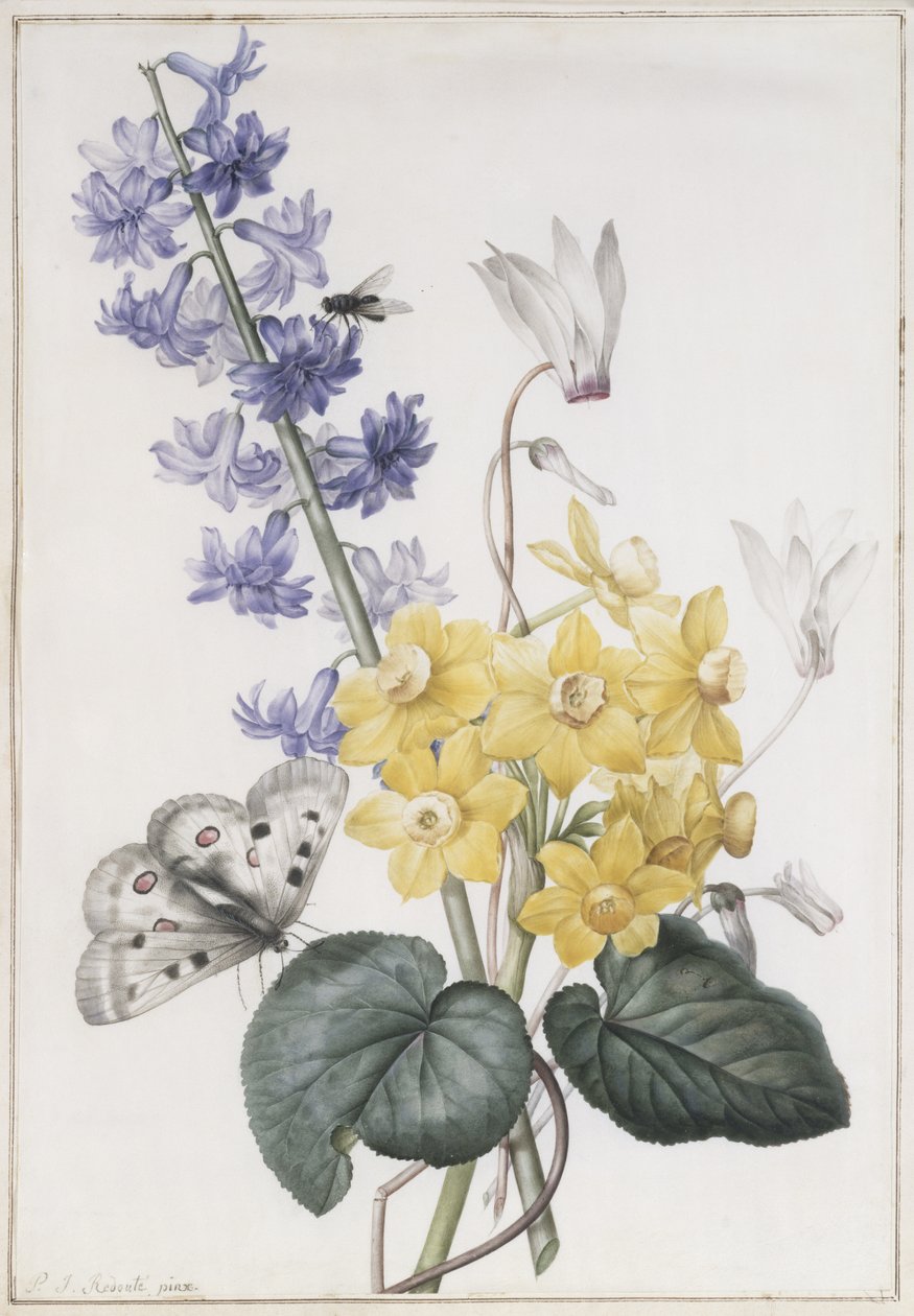 Hyazinthen, Alpenveilchen und Narzissen von Pierre Joseph Redouté