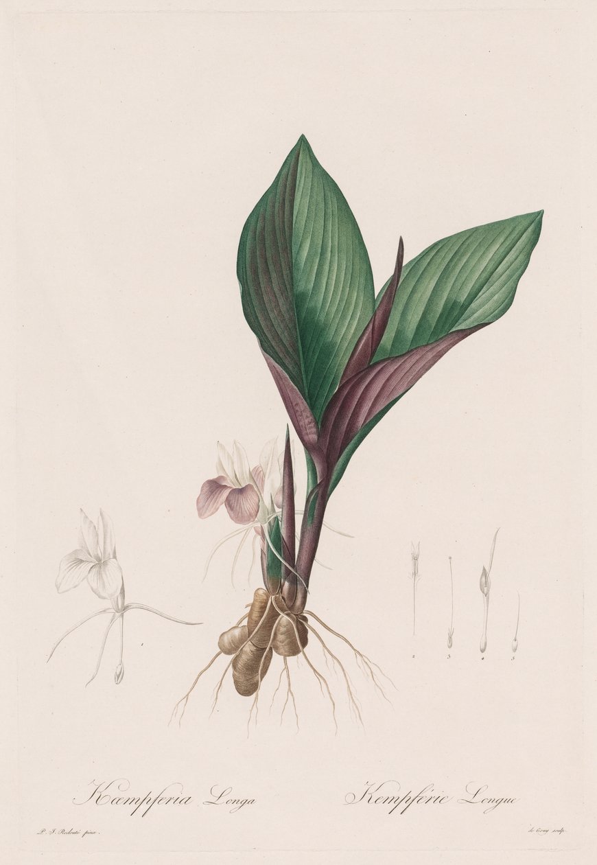 Die Liliengewächse: Kaempferia longa von Pierre Joseph Redouté