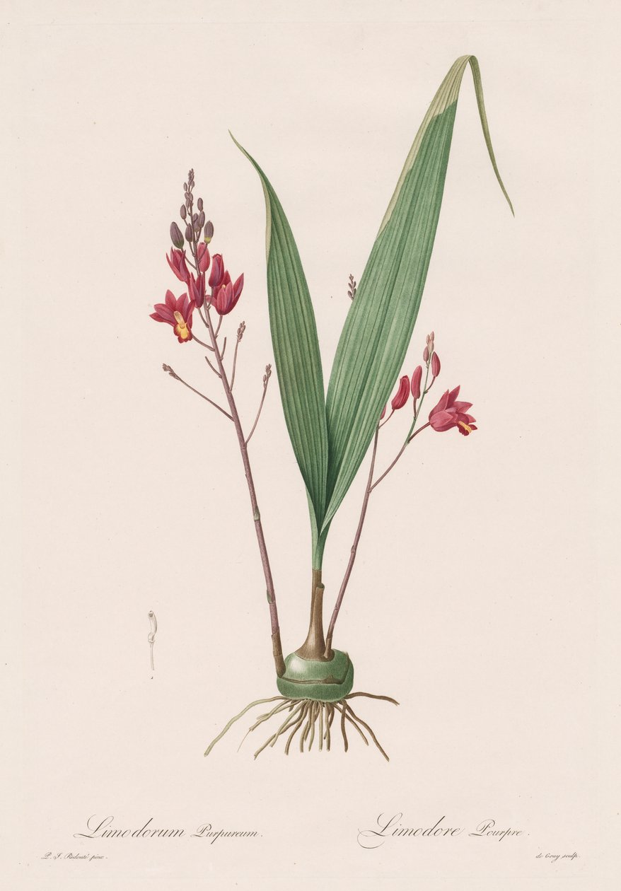Die Liliengewächse: Limodorum purpureum von Pierre Joseph Redouté