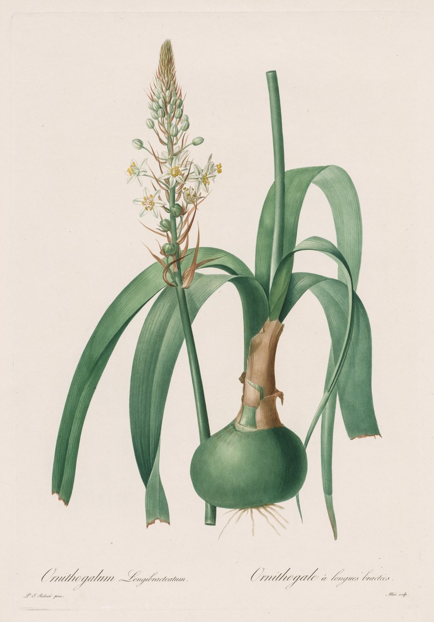 Die Liliengewächse: Ornithogalum longibracteatum von Pierre Joseph Redouté