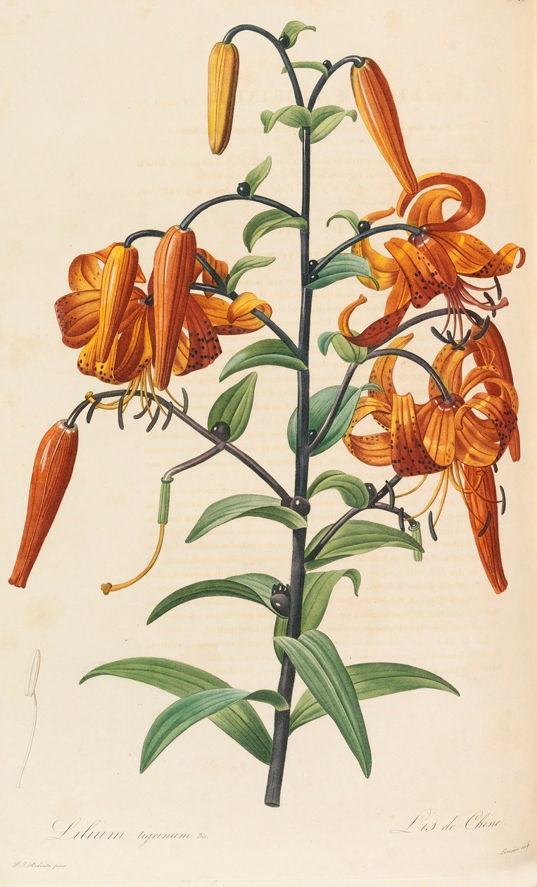 Les liliacées, 1804-1815 von Pierre Joseph Redouté