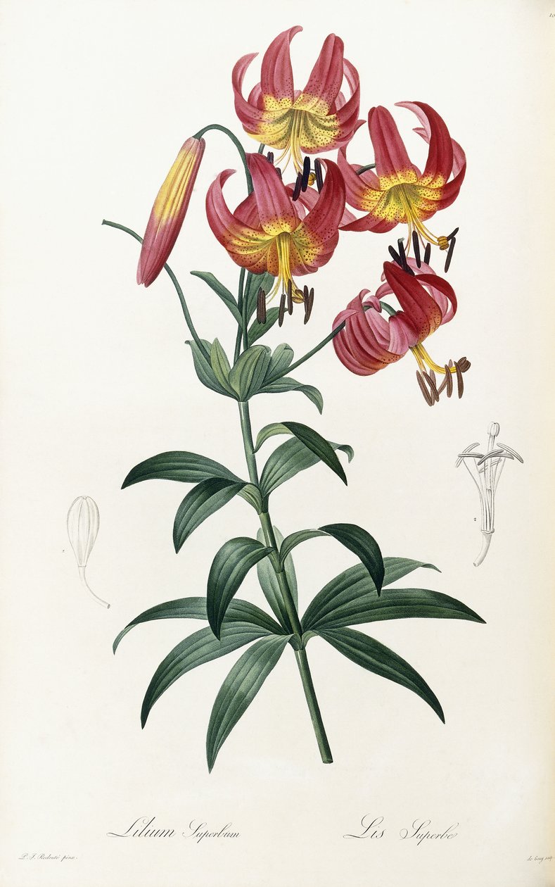 Lilium Superbum, 1805-1816 von Pierre Joseph Redouté