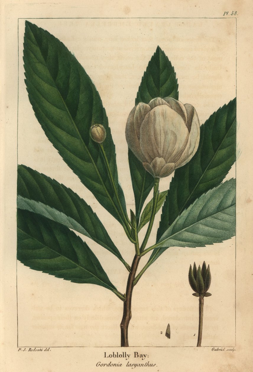 Loblolly-Bucht, Gordonia lasyanthus von Pierre Joseph Redouté