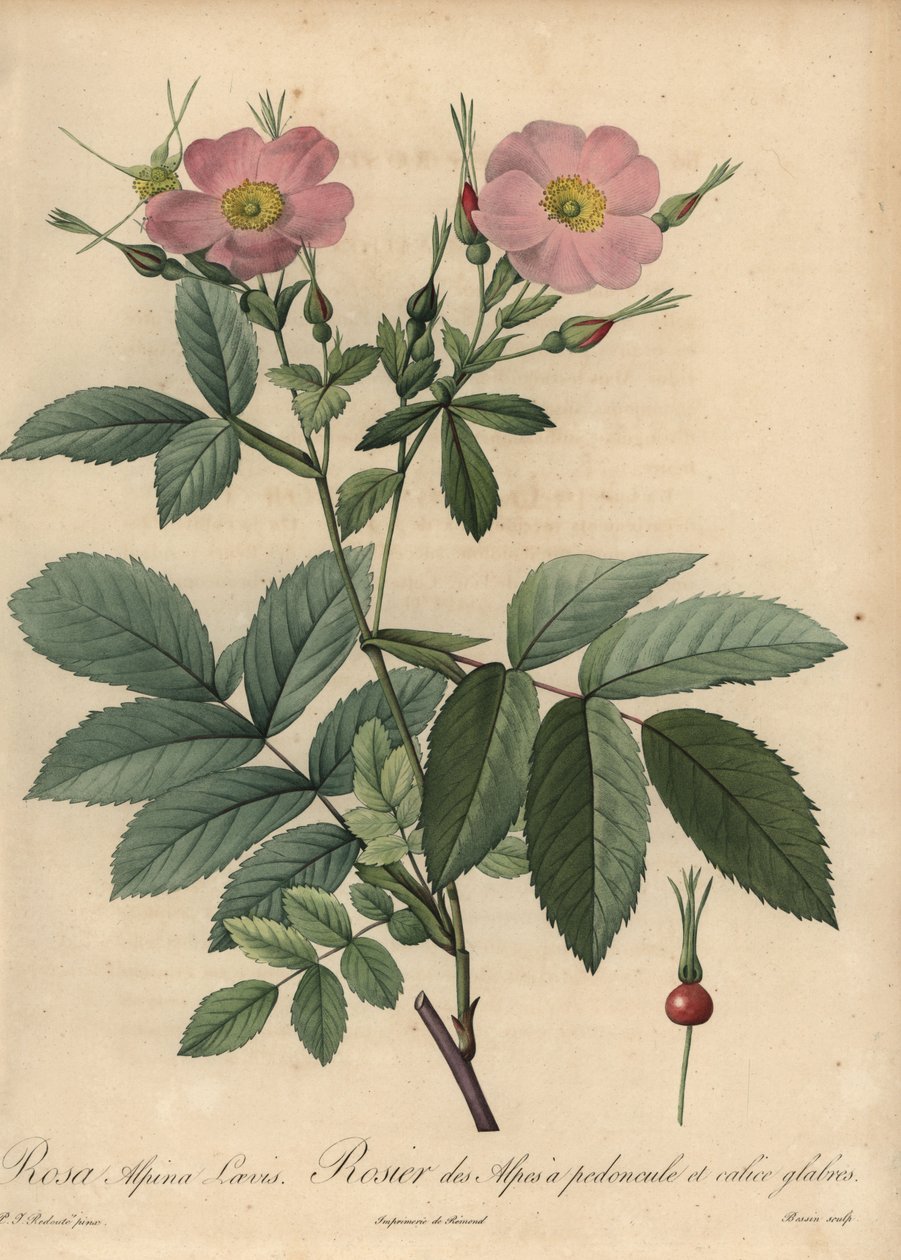 Rosa Alpenrose, Rosa pendulina von Pierre Joseph Redouté