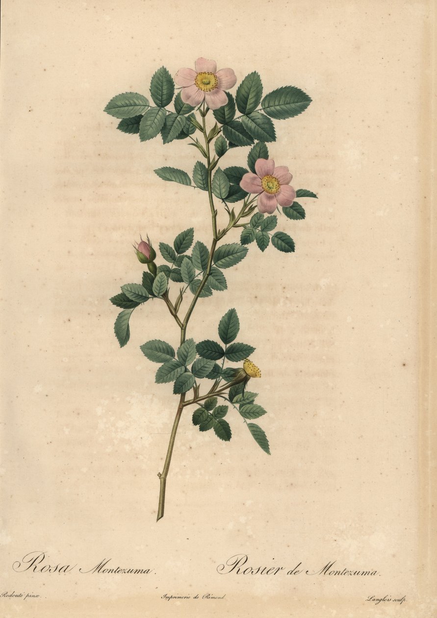 Rosa Montezuma-Rose von Pierre Joseph Redouté