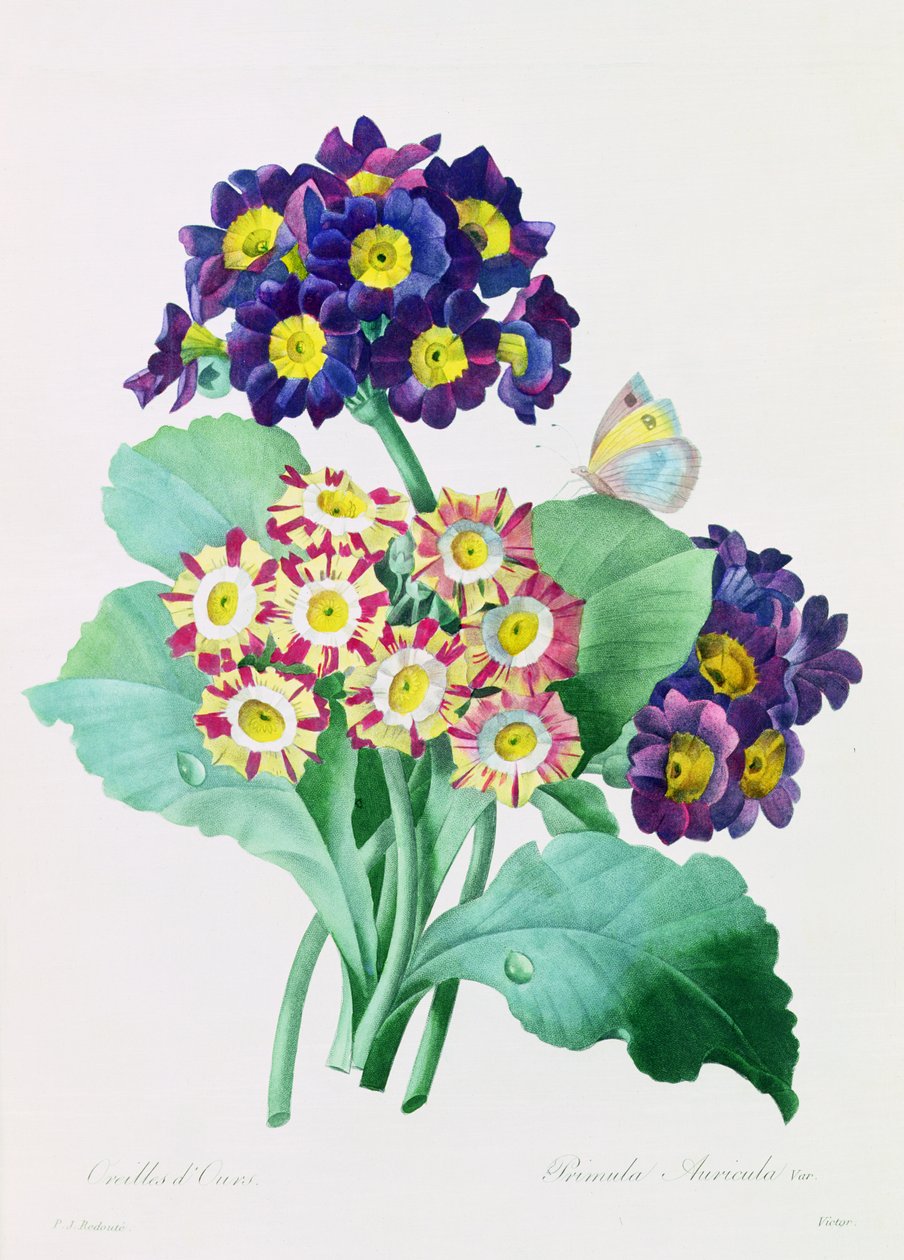 Primula Auricula von Pierre Joseph Redouté