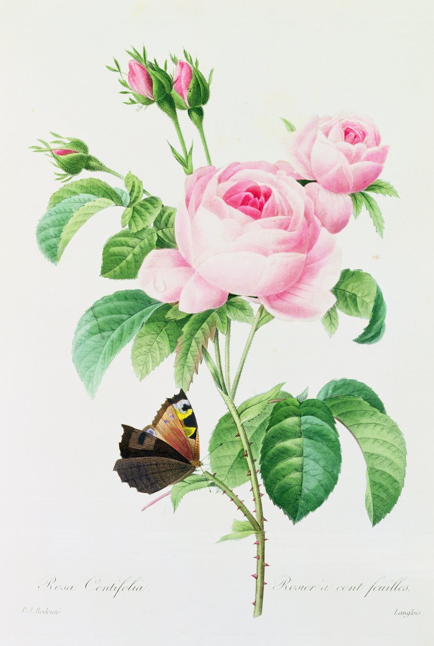 Rosa Centifolia von Pierre Joseph Redouté