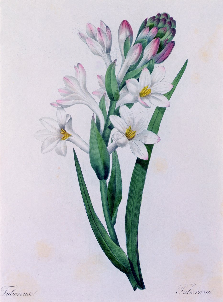 Tuberosa von Pierre Joseph Redouté