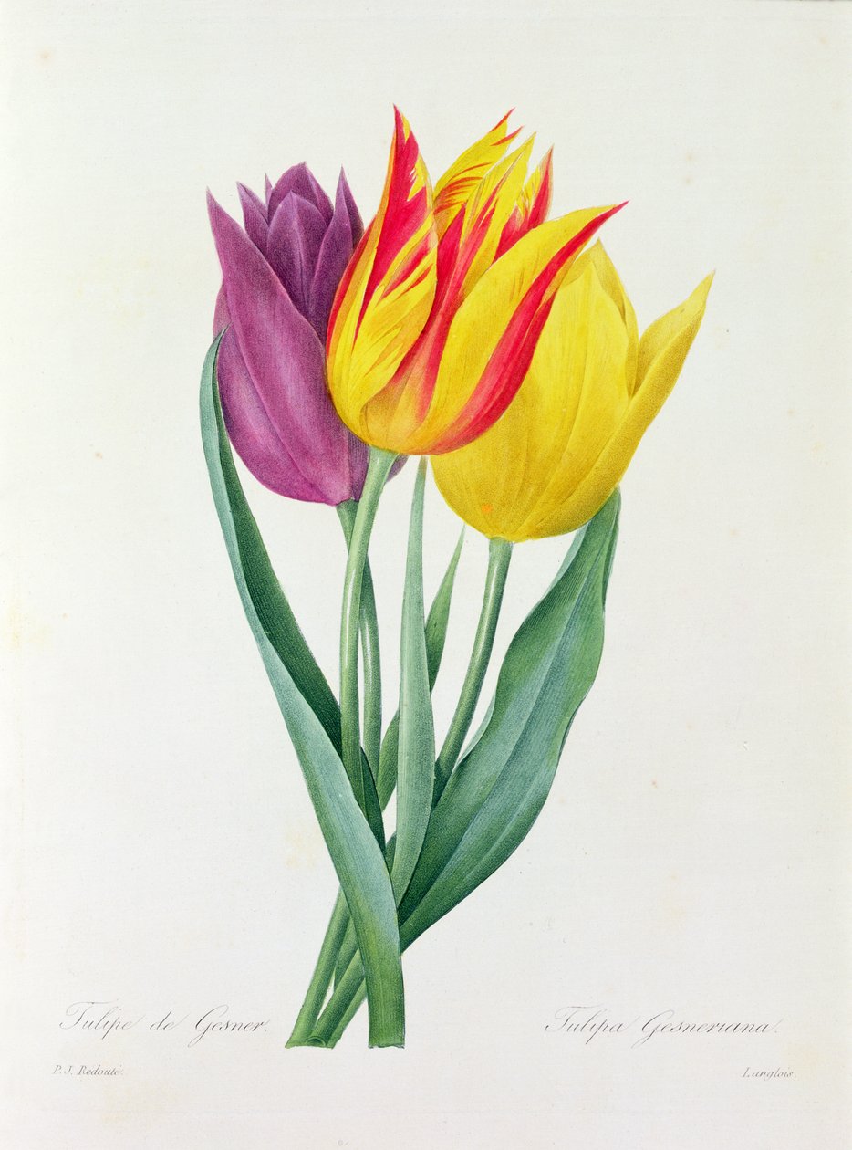 Tulipa Gesneriana von Pierre Joseph Redouté