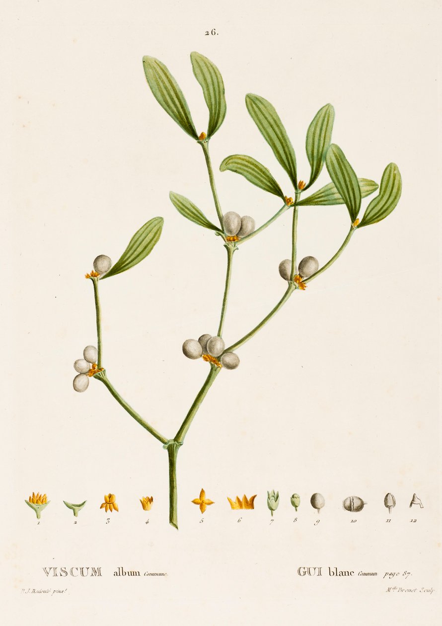 Mistel, ca. 1800-1830 von Pierre Joseph Redouté