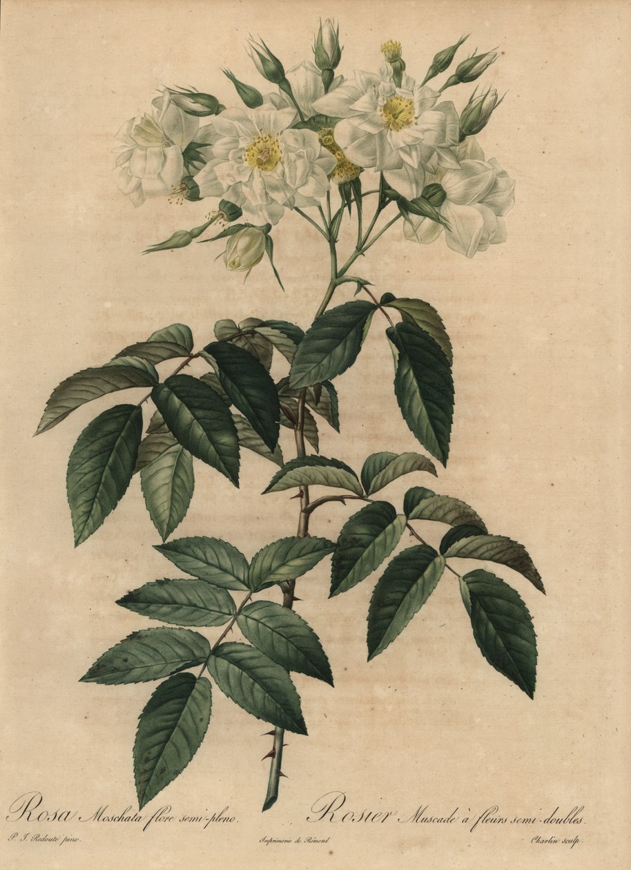 Weiße Moschusrose, Rosa moschata von Pierre Joseph Redouté