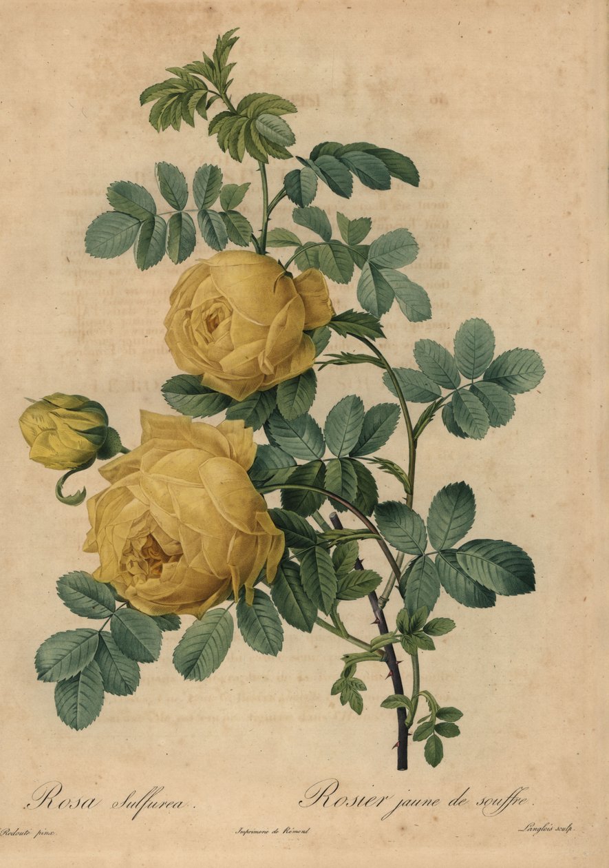 Gelbe Schwefelrose von Pierre Joseph Redouté