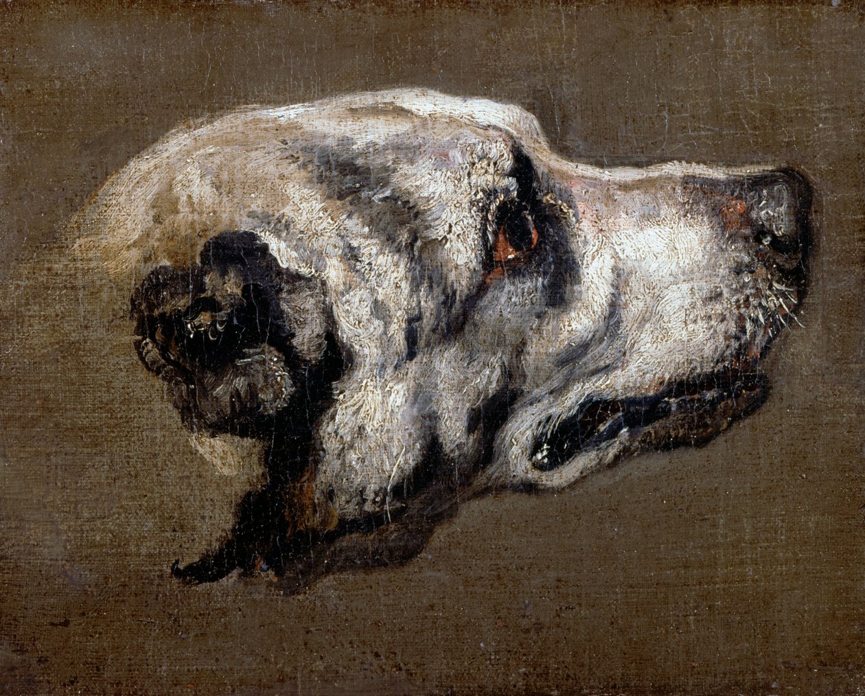 Kopf eines Hundes von Pieter or Peter Boel