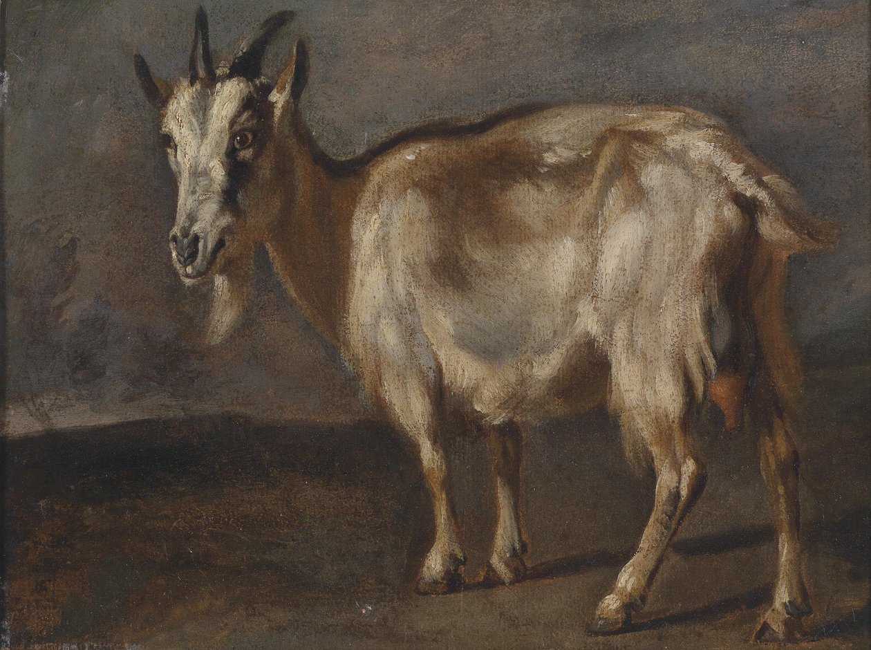 Studie einer Ziege von Pieter or Peter Boel