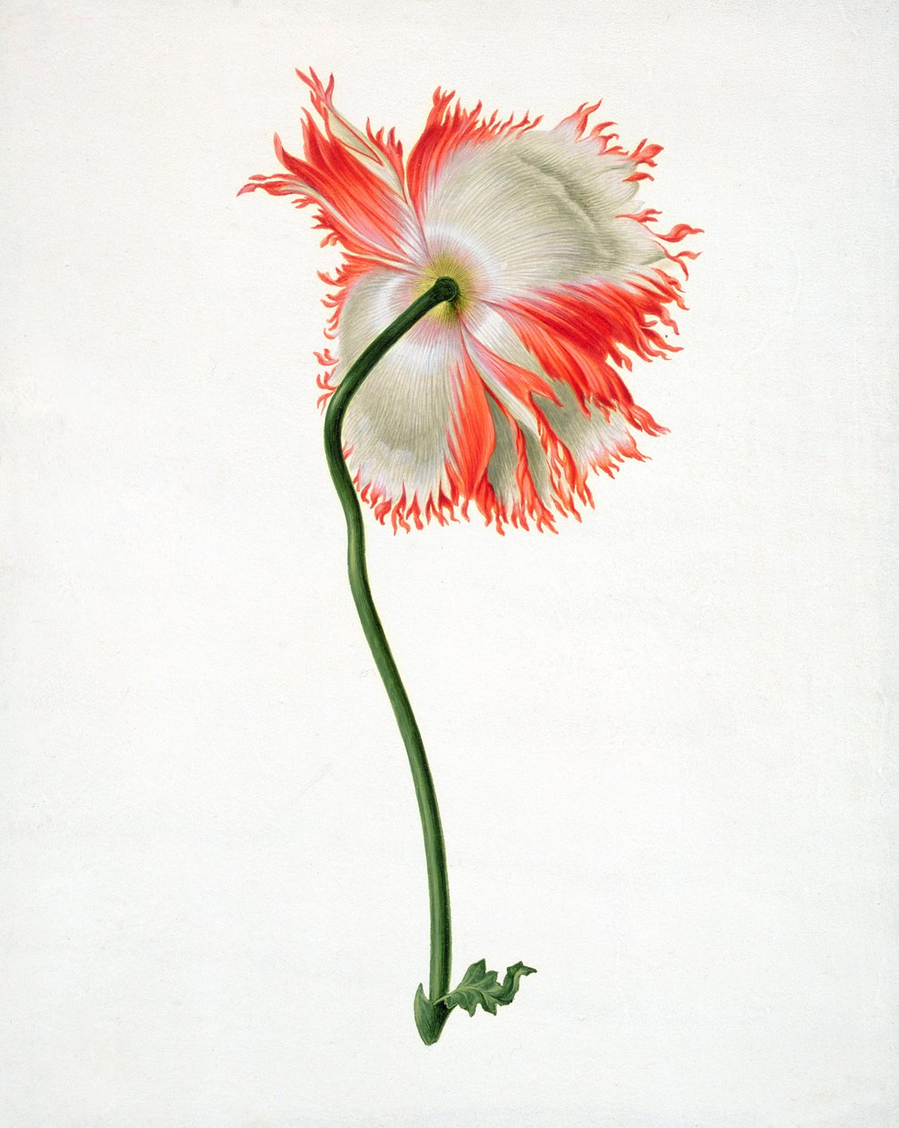 PD.101-1973f.13 Feldmohn, von hinten gesehen (Aquarell und Gouache auf Pergament) von Pieter Withoos