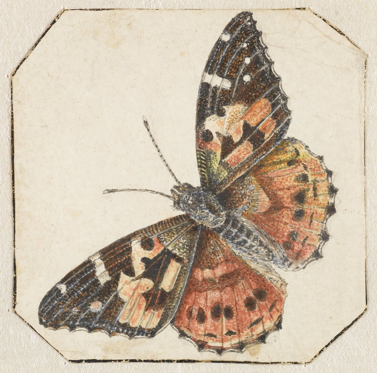 Distelfalter (Vanessa cardui) von Pieter Barbiers (possibly)