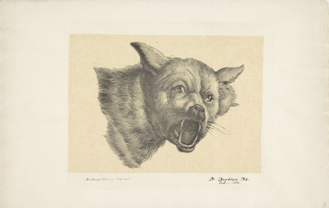 Kopf eines Wolfes oder Hundes von Pieter Bartholomeusz. Barbiers