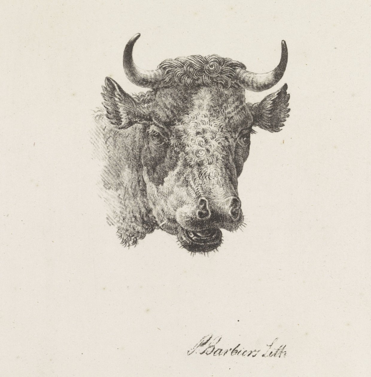 Stierkopf von Pieter Bartholomeusz. Barbiers