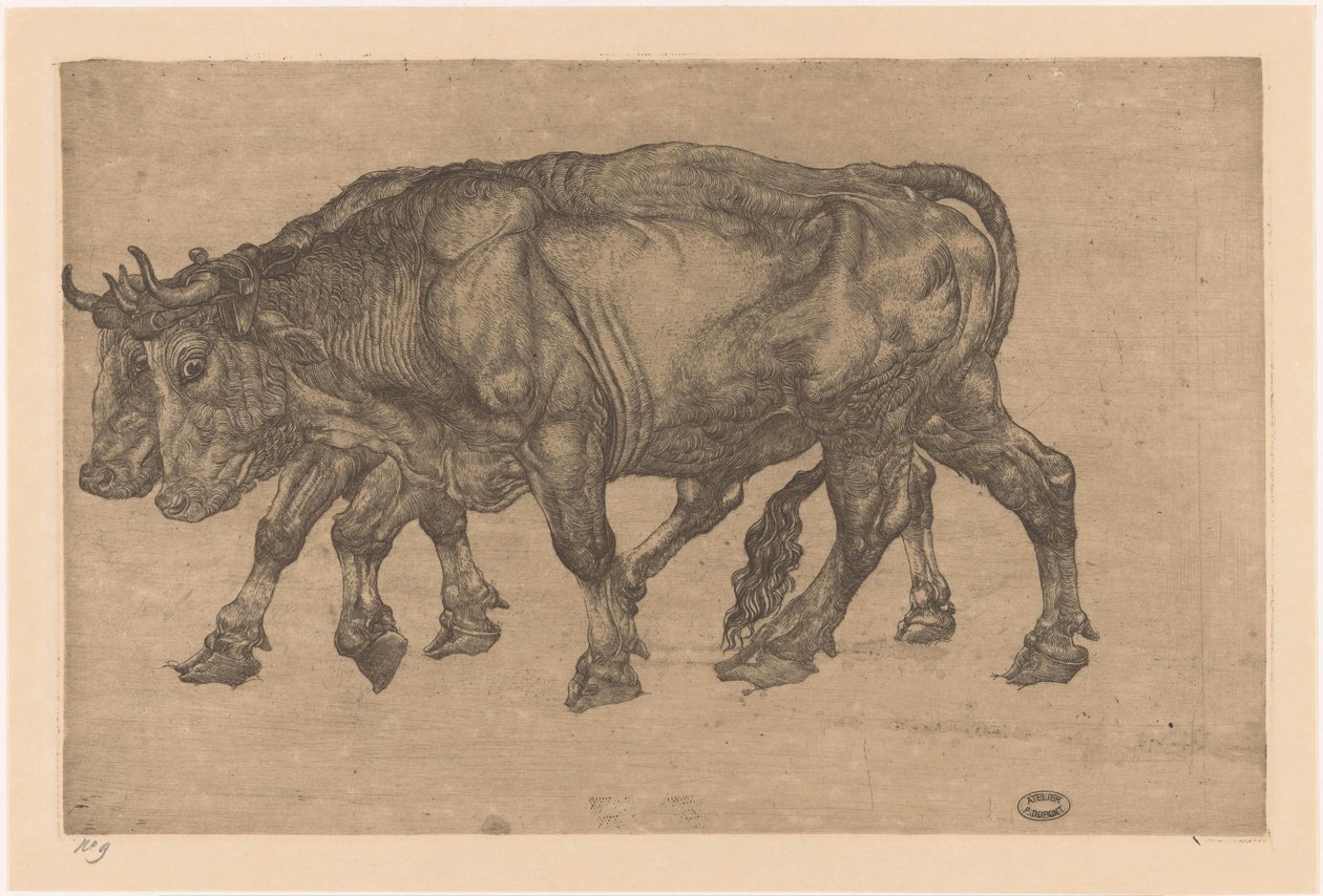 Zwei Ochsen von Pieter Dupont