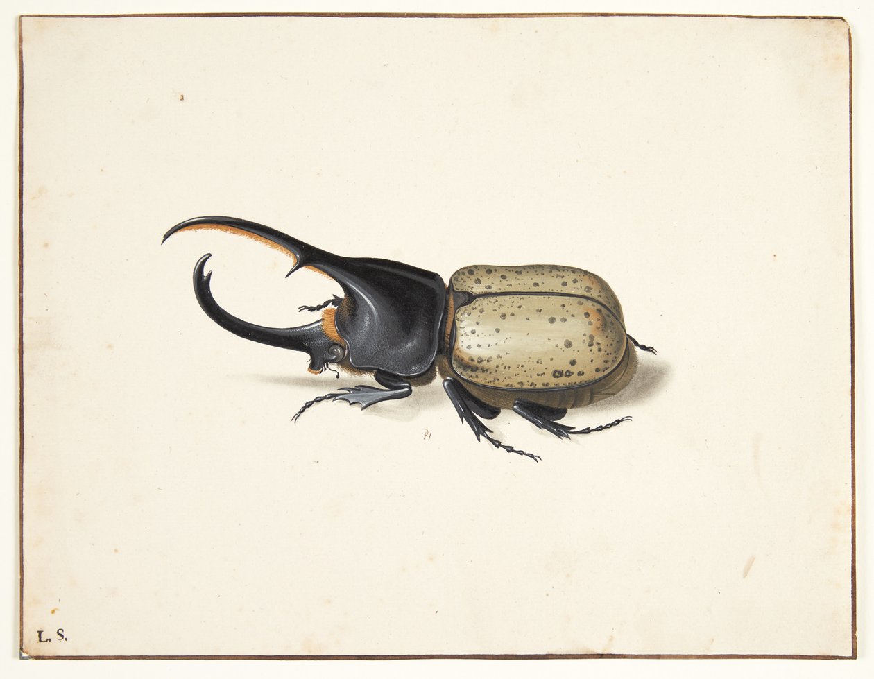 Ein Herkuleskäfer (Dynastes hercules) von Pieter Holsteijn