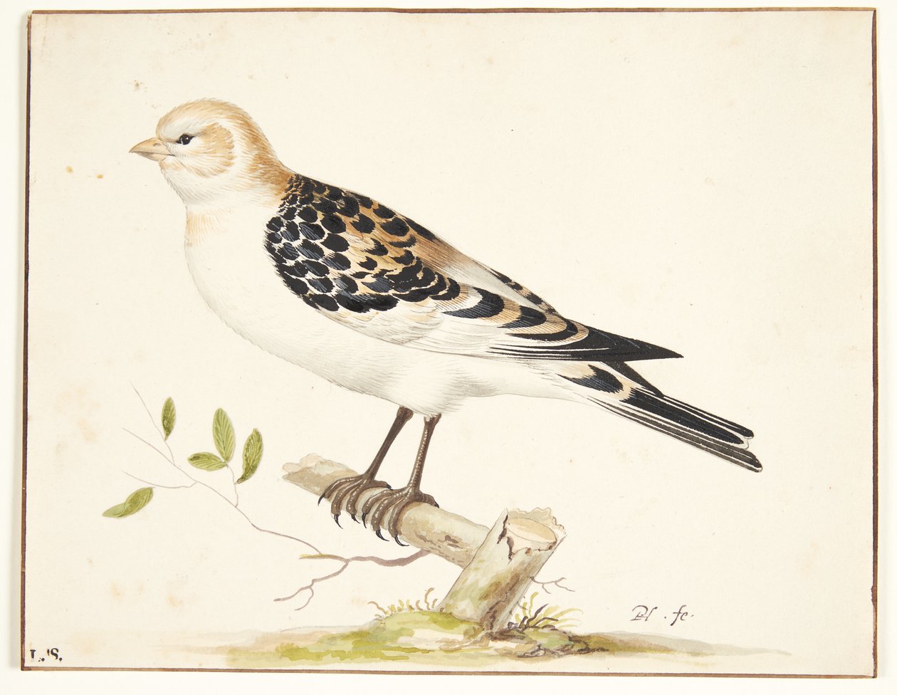 Ein Schneesperling (Plectrophenax nivalis) von Pieter Holsteijn