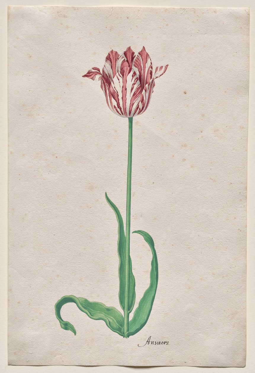 Studie einer Tulpe (Anvaers) von Pieter Holsteyn II