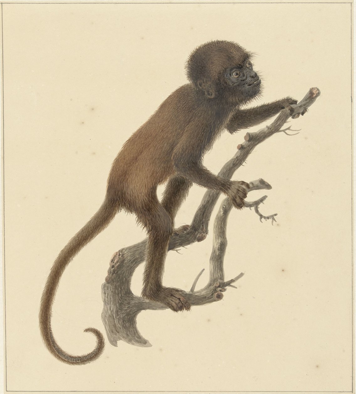 Äffchen von Pieter Pietersz. Barbiers