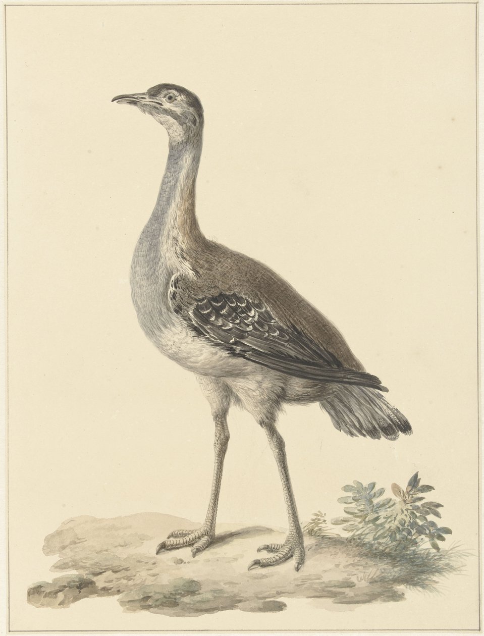 Denhams Trappe (Neotis denhami) von Pieter Pietersz. Barbiers