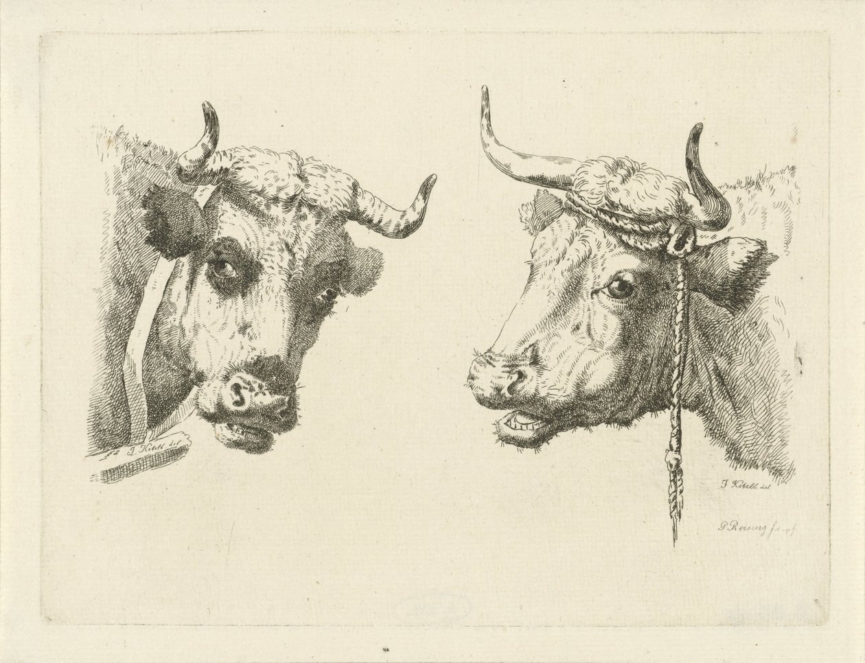 Zwei Kuhköpfe von Pieter Roosing