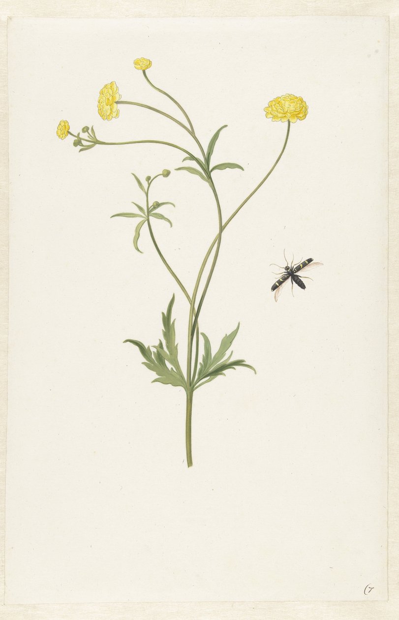 Doppelte gelbe Ranunkel und Insekt von Pieter Withoos (possibly)