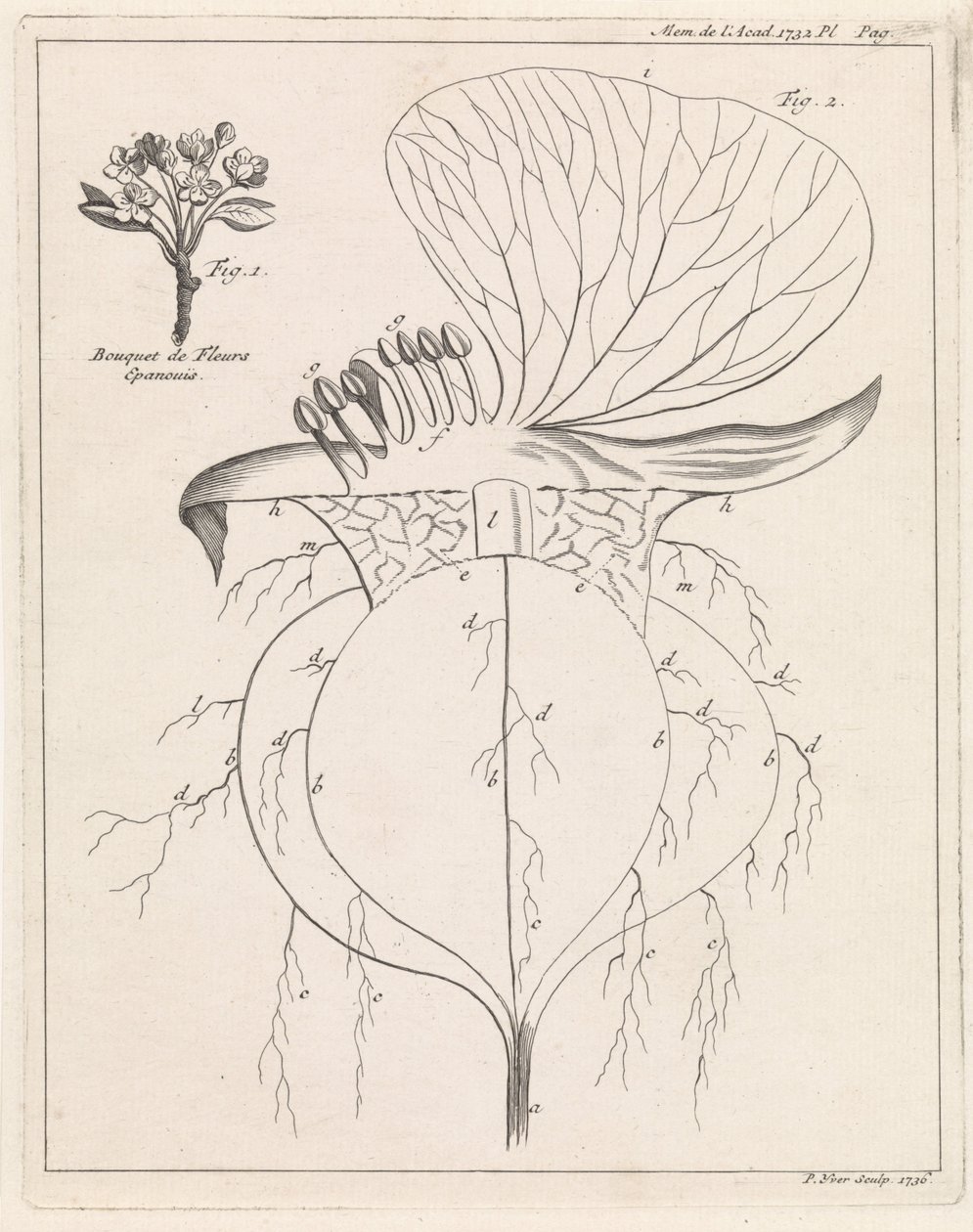 Querschnitt einer Blume von Pieter Yver