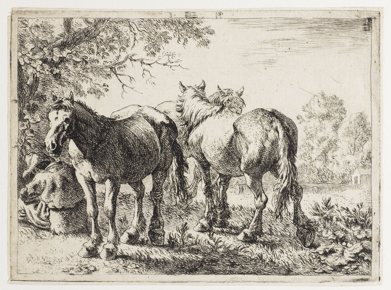 Drei Pferde auf einer Weide von Pieter van Laer