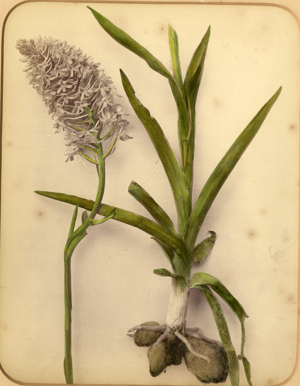 Blumen und Zwiebel, 1870er von Pietro Guidi