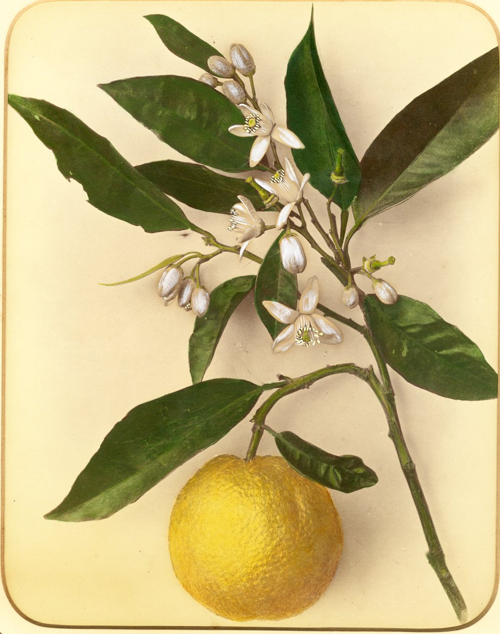 Zitrone, 1870er Jahre von Pietro Guidi