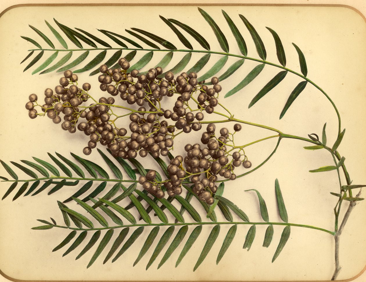 Lila Blumen, 1870er Jahre von Pietro Guidi