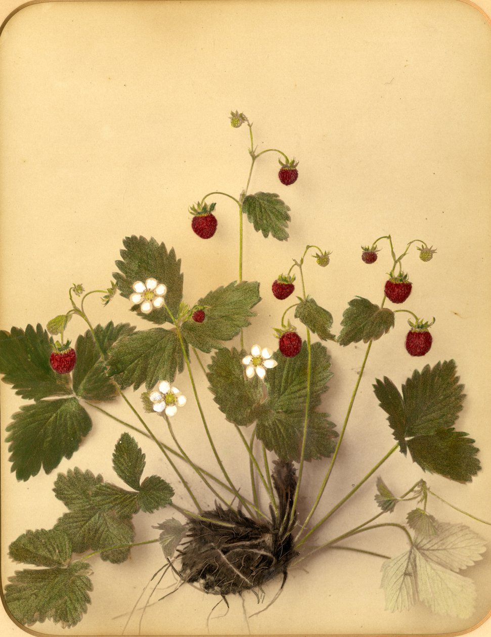 Wilde Erdbeerblüten, 1870er Jahre von Pietro Guidi