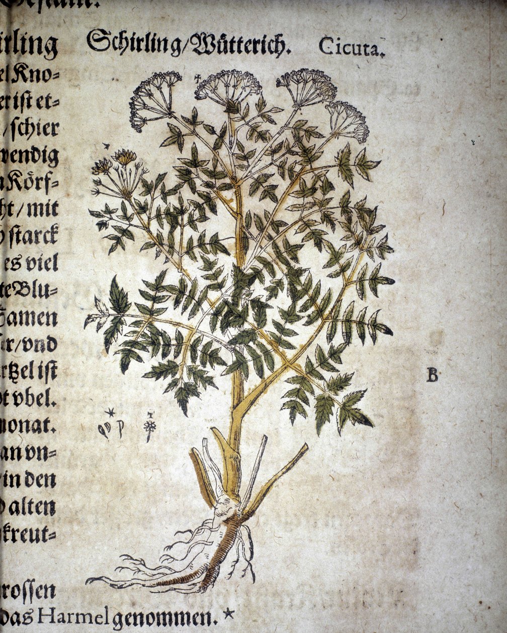 Cicuta - In „Herbarium Mattioli“ von Pietro Andrea Mattioli