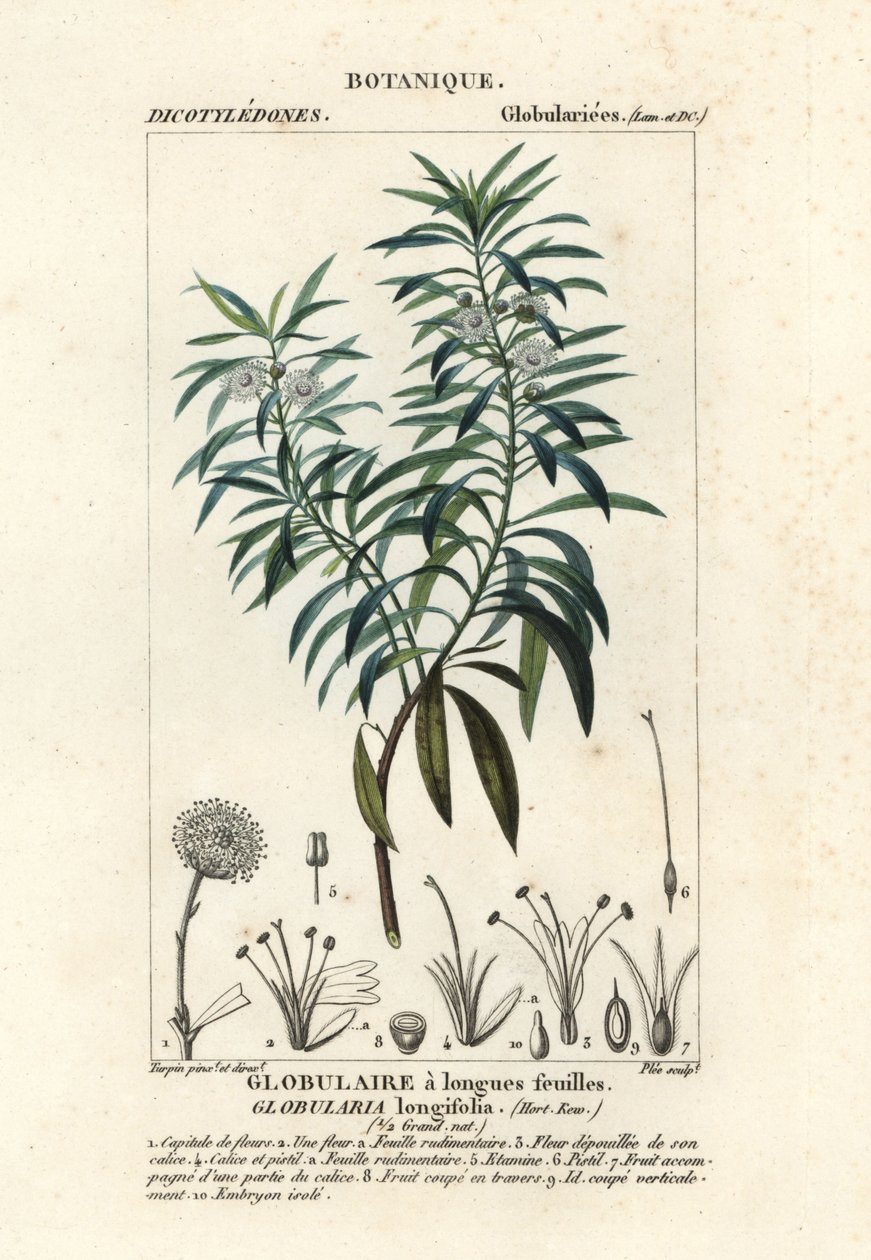 Kugeldistel, Globularia salicina von Plee Plee
