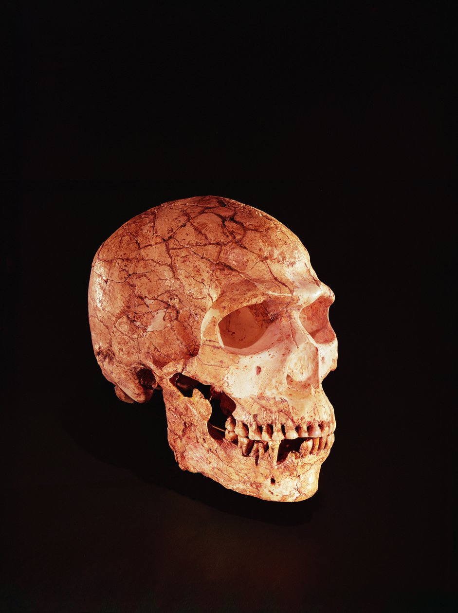 Neandertaler-Schädel, entdeckt am Berg Karmel, Palästina, ca. 1920 von Prehistoric